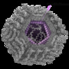 The central element shown in purple is the hepatitis C virus (HCV) capsid, which is also referred to as the HCV core. The HCV capsid is made up entirely by the HCV capsid protein.