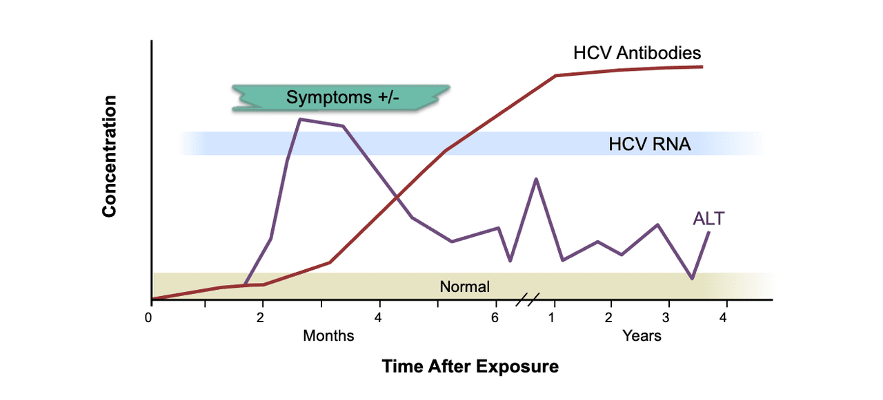 Динамика маркеров гепатита в. Анти HCV. Анти-HCV при гепатите в. Динамика маркеров HCV. Исследование hcv